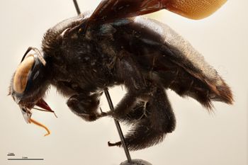 Media type: image;   Entomology 816428 Aspect: habitus lateral view